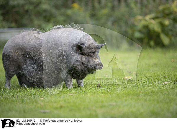 Hngebauchschwein / pot-bellied pig / JM-20516