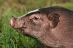 Hngebauchschwein