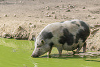 Hngebauchschwein