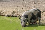 Hngebauchschwein