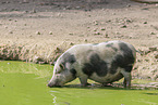 Hngebauchschwein