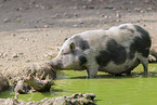 Hngebauchschwein