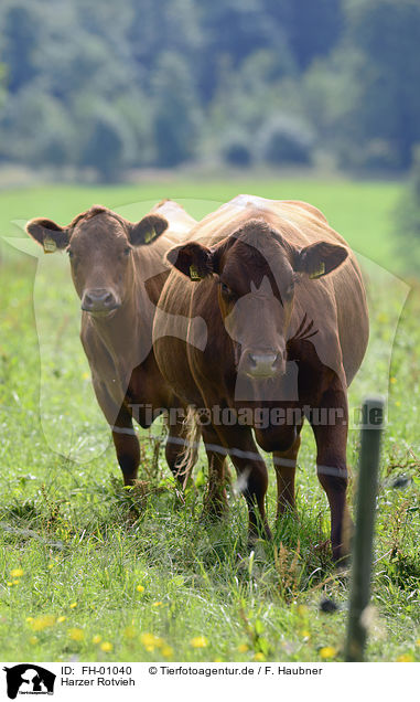Harzer Rotvieh / Harz red Mountain Cattles / FH-01040