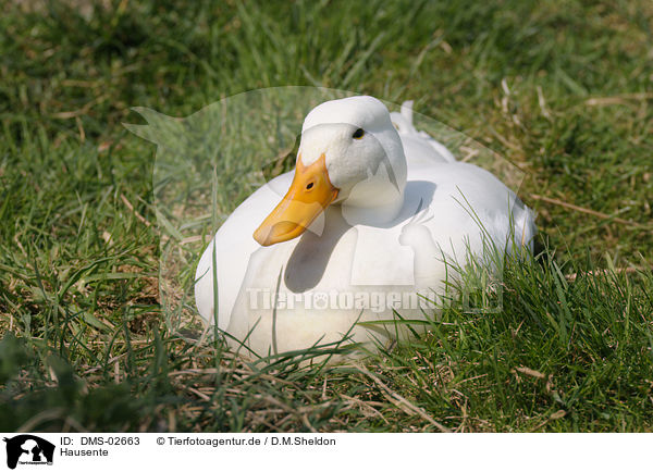 Hausente / duck / DMS-02663