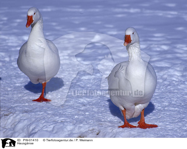Hausgnse / Domestic geese / PW-01410