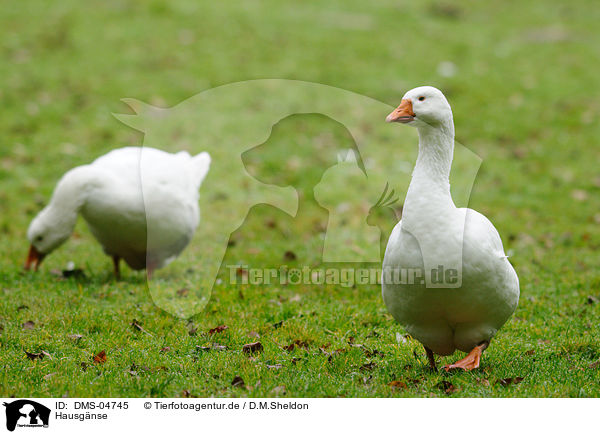 Hausgnse / geese / DMS-04745