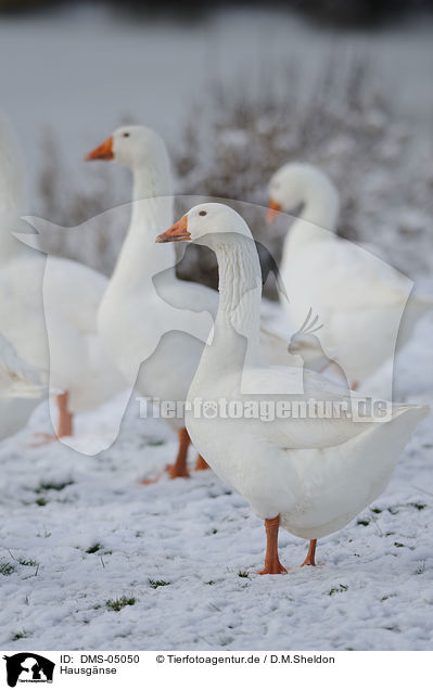 Hausgnse / geese / DMS-05050