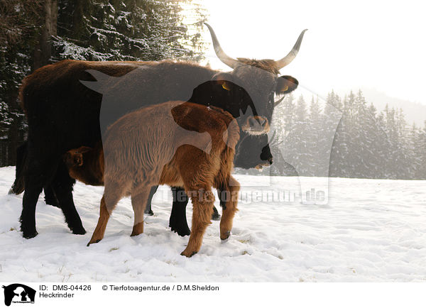 Heckrinder / cattles / DMS-04426