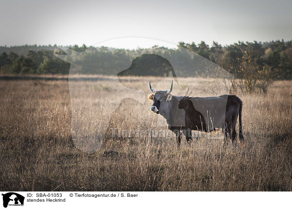 stendes Heckrind / standing Heck Cattle / SBA-01053