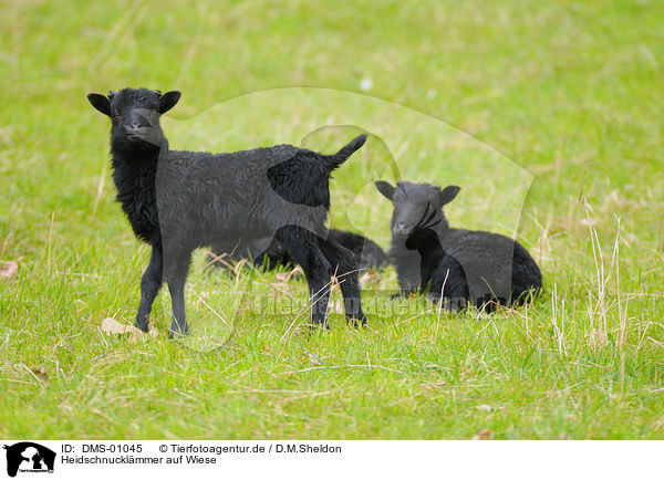 Heidschnucklmmer auf Wiese / german heath lambs on meadow / DMS-01045
