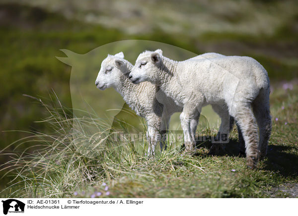 Heidschnucke Lmmer / German Heath lambs / AE-01361