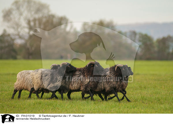 rennende Heidschnucken / running German Heaths / FH-01019