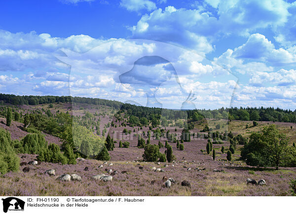 Heidschnucke in der Heide / German Heath in the heath / FH-01190