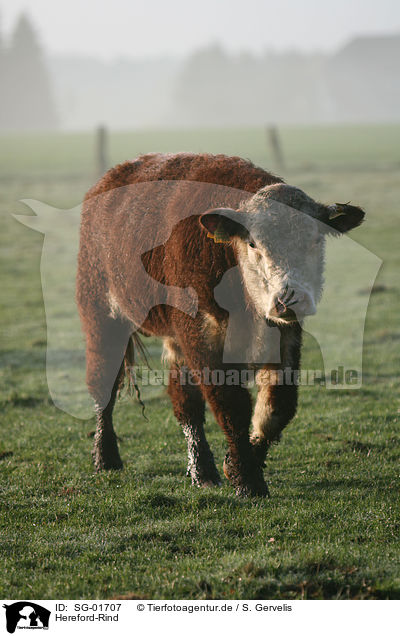 Hereford-Rind / cow / SG-01707