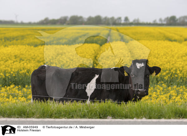 Holstein Friesian / AM-05949