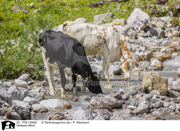 Holstein-Rind / PW-15665
