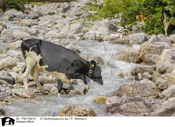 Holstein-Rind / PW-15674