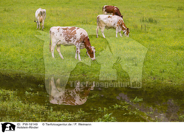 Holstein-Rinder / Red Holstein cattle / PW-18149