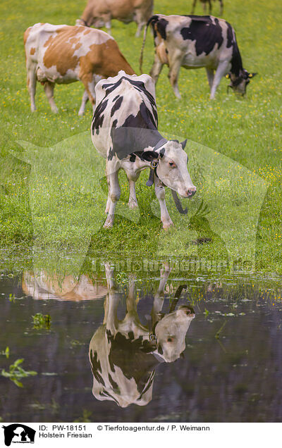 Holstein Friesian / Holstein-Friesian Cattle / PW-18151