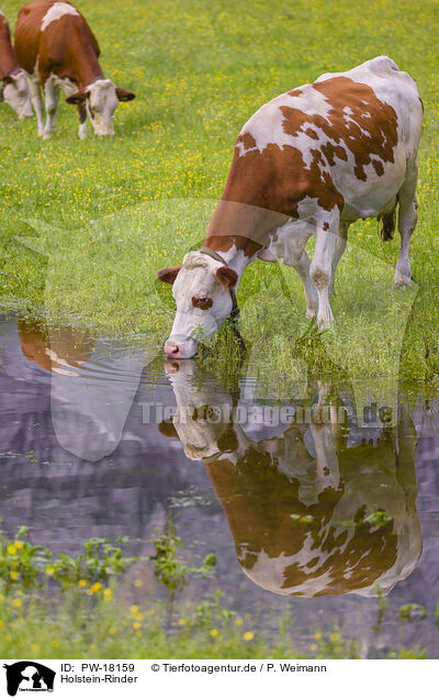 Holstein-Rinder / Red Holstein cattle / PW-18159