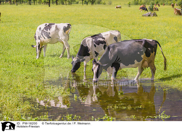 Holstein-Friesian / PW-18200