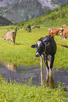 Holstein-Friesian