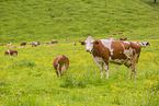 Holstein-Rinder
