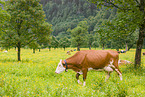 Holstein-Rind
