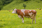 Holstein-Rinder