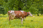 Holstein-Rind