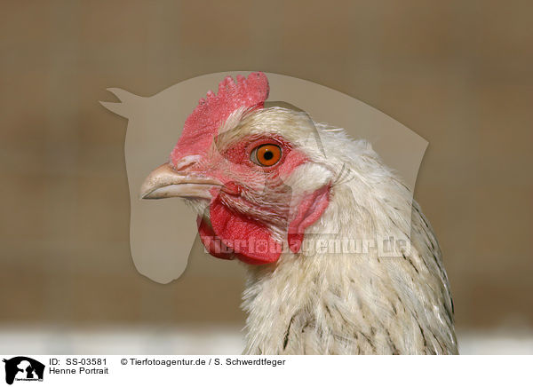 Henne Portrait / hen portrait / SS-03581