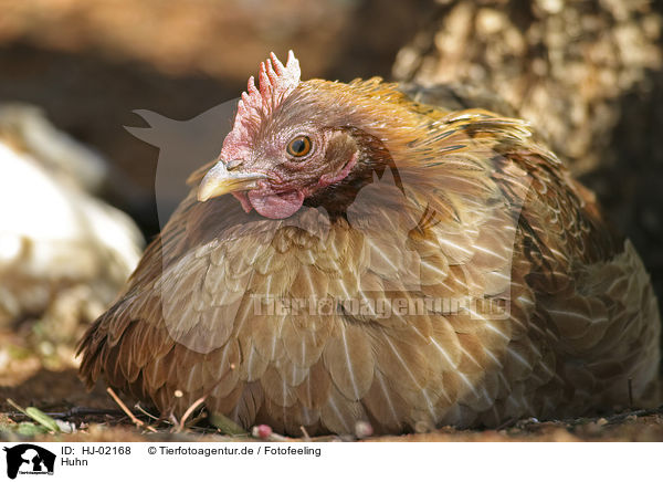 Huhn / chicken / HJ-02168