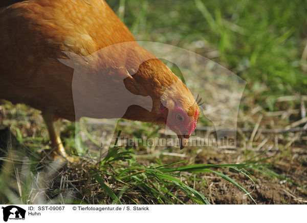 Huhn / chicken / SST-09067