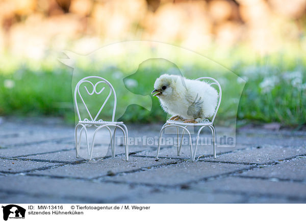 sitzendes Hhnerkken / sitting Hen chicks / MW-13416