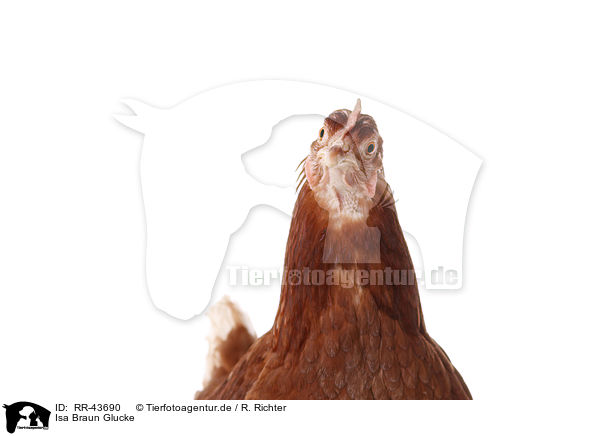 Isa Braun Glucke / clucking hen / RR-43690