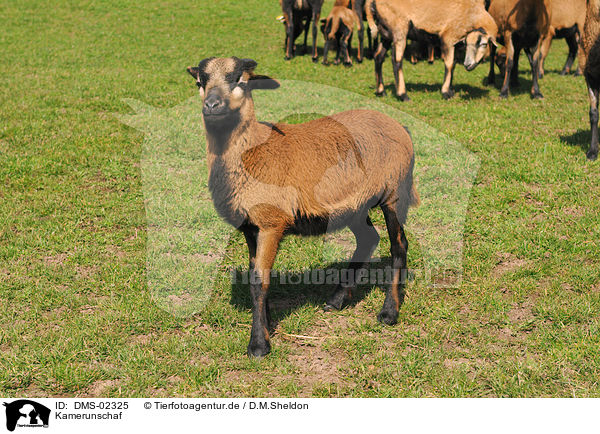 Kamerunschaf / sheep / DMS-02325