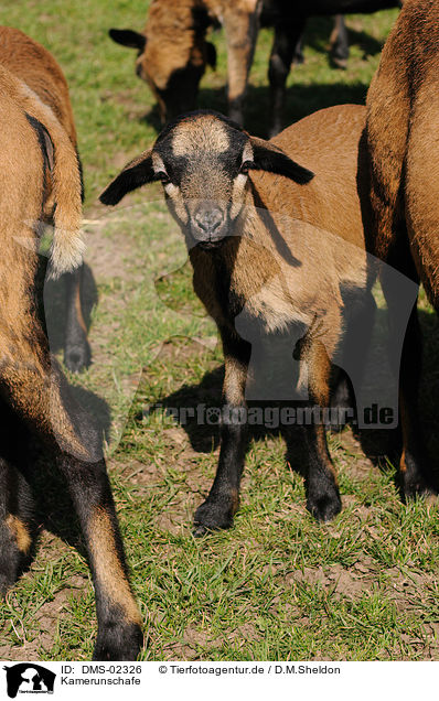 Kamerunschafe / sheeps / DMS-02326