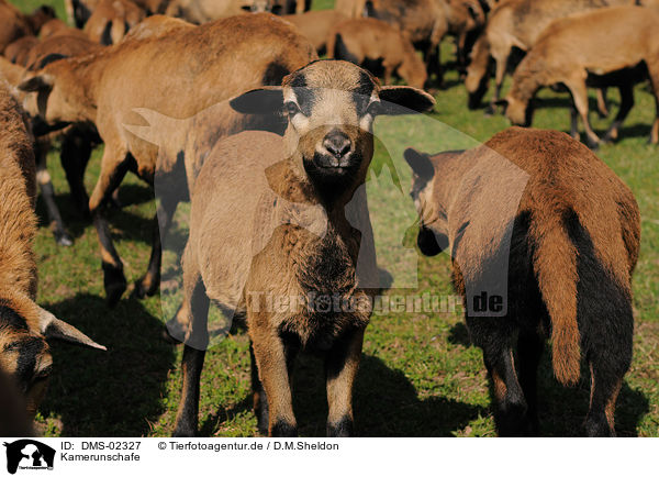 Kamerunschafe / sheeps / DMS-02327