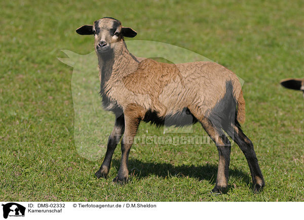 Kamerunschaf / sheep / DMS-02332