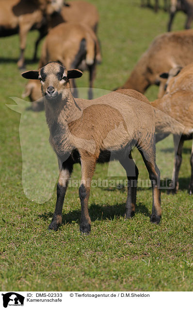 Kamerunschafe / sheeps / DMS-02333