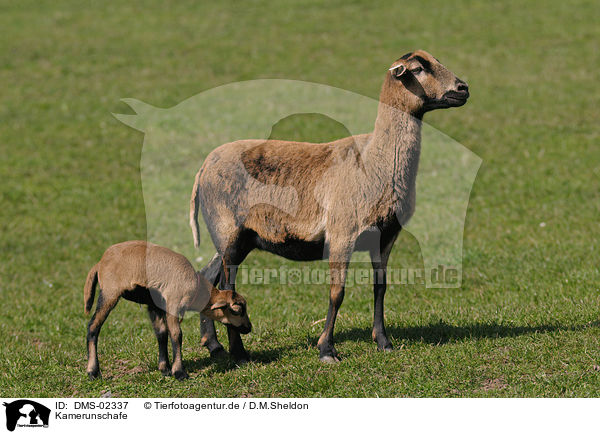 Kamerunschafe / sheeps / DMS-02337