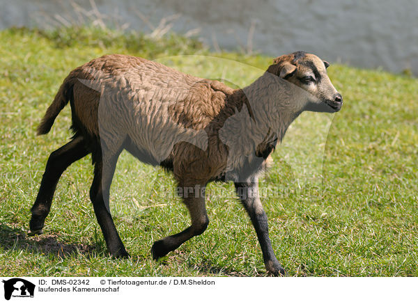 laufendes Kamerunschaf / walking sheep / DMS-02342