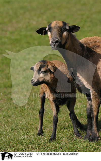Kamerunschafe / sheeps / DMS-02353