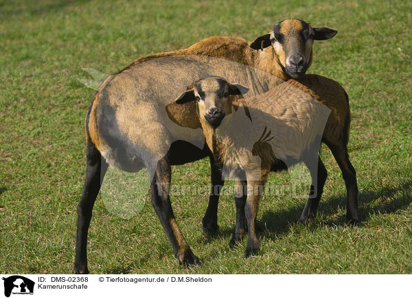 Kamerunschafe / sheeps / DMS-02368