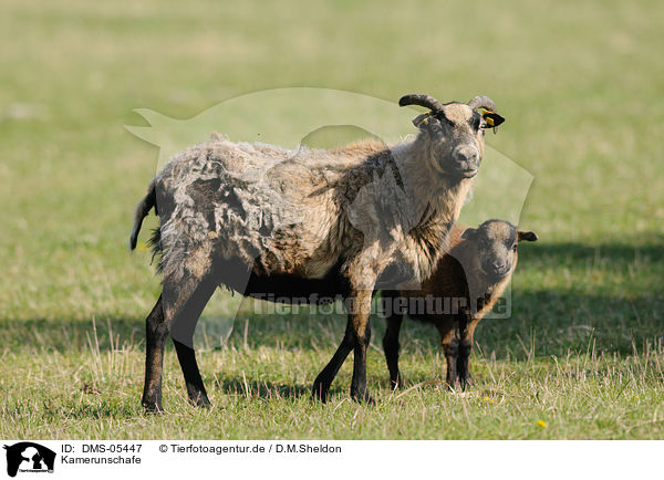 Kamerunschafe / sheeps / DMS-05447