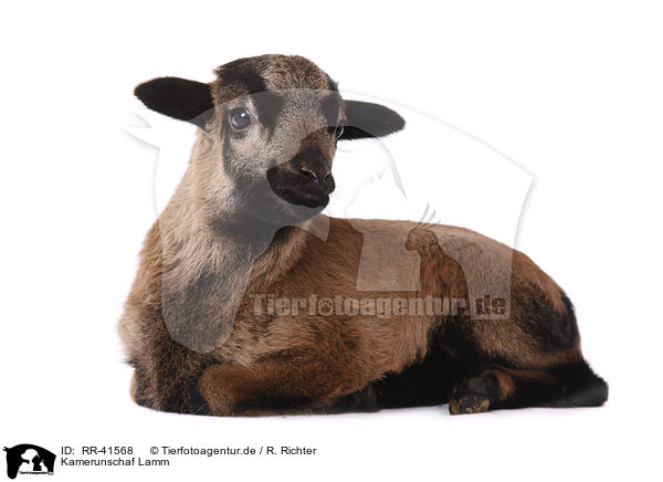 Kamerunschaf Lamm / Cameroon lamb / RR-41568