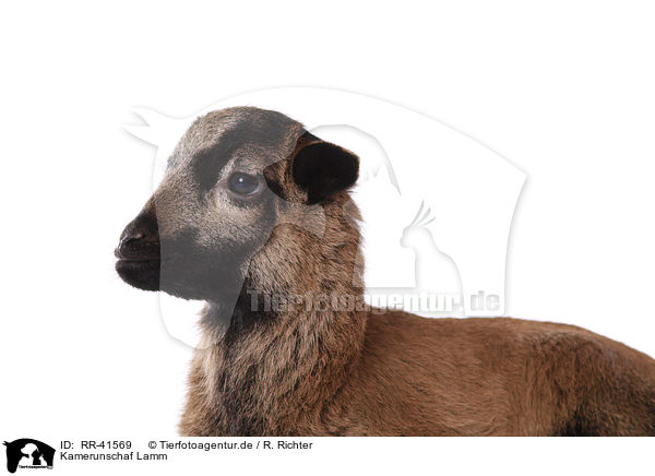 Kamerunschaf Lamm / Cameroon lamb / RR-41569