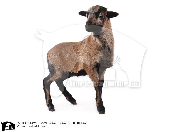 Kamerunschaf Lamm / Cameroon lamb / RR-41579