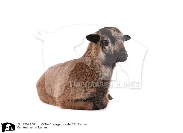 Kamerunschaf Lamm / Cameroon lamb / RR-41581