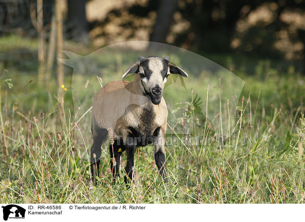 Kamerunschaf / sheep / RR-46586